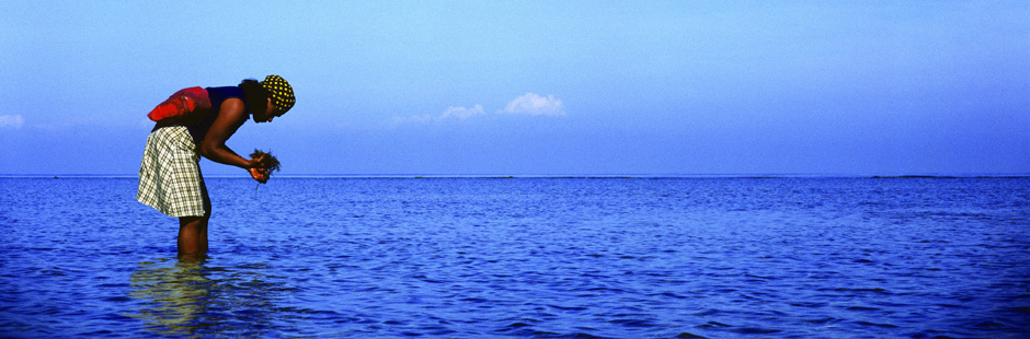 BannerTimor06
