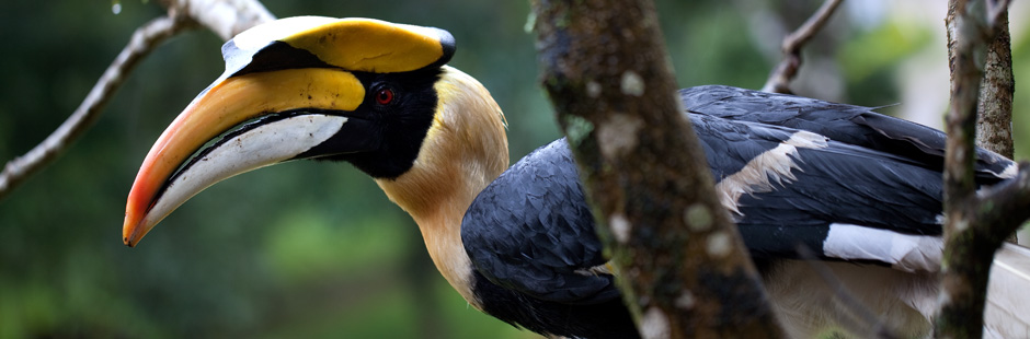 ThailandBanner01
